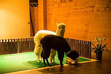 KK官方对战平台新图火爆上线，魔幻世界刷宝，守护你的《神域之光》！